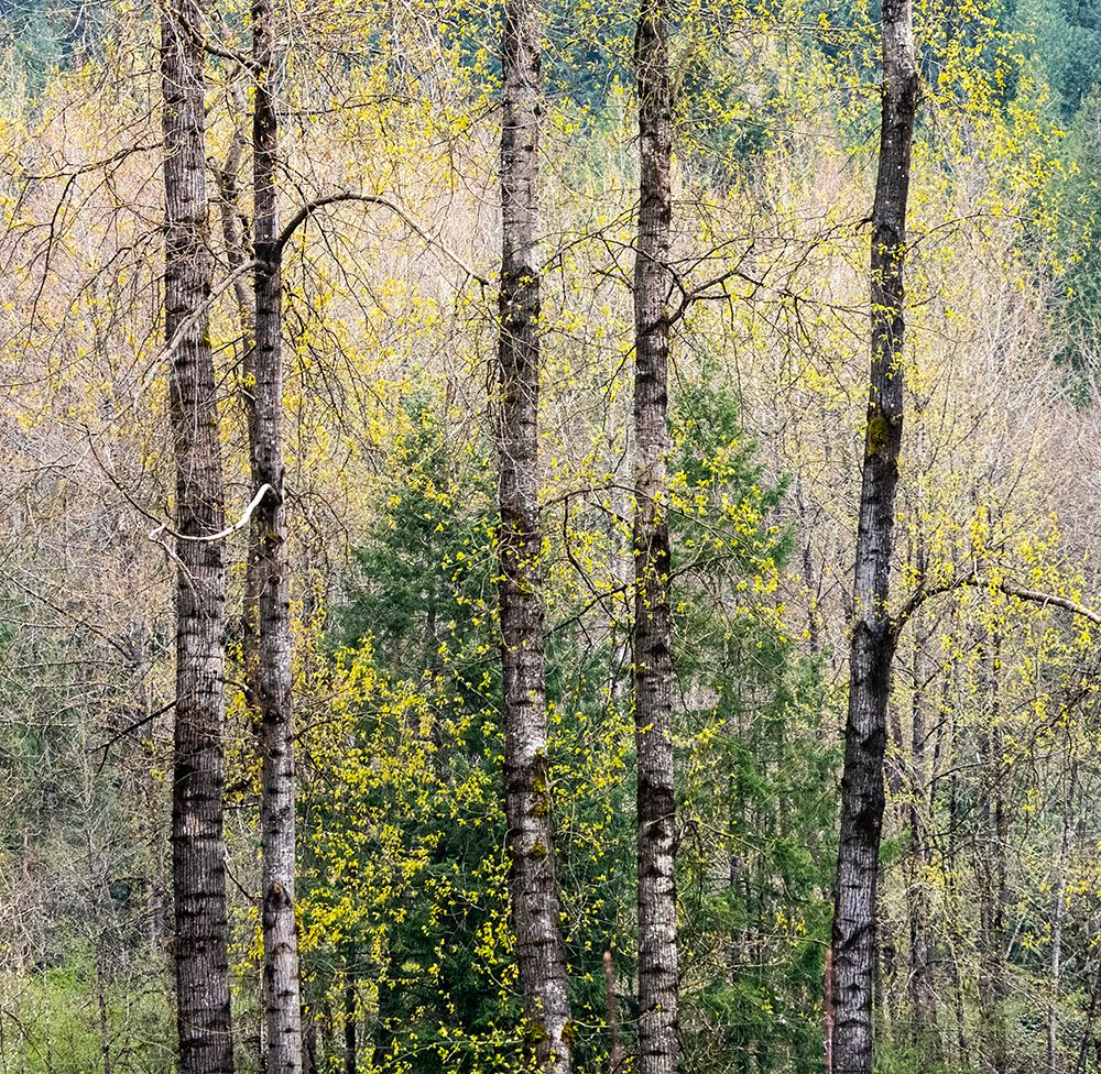 USA-Washington State-Fall City Cottonwoods just budding out in the spring along the Snoqualmie River